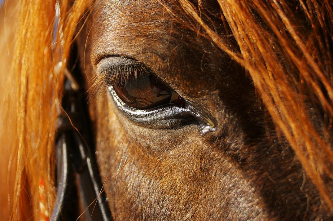 Лошадь напала на трёхлетнего ребенка и откусила губу