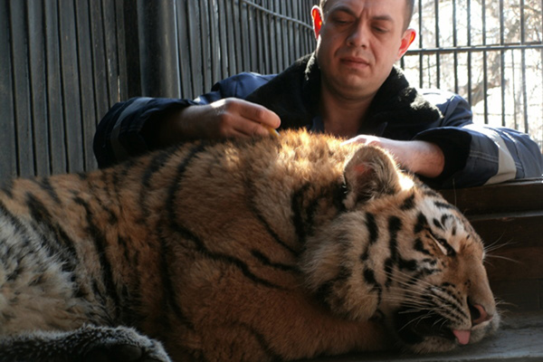 Бенгальские тигры пенза. Тигр в Пензенском зоопарке. Тигр Пенза. Отряд тигр Пенза. Директор Пензенского зоопарка.