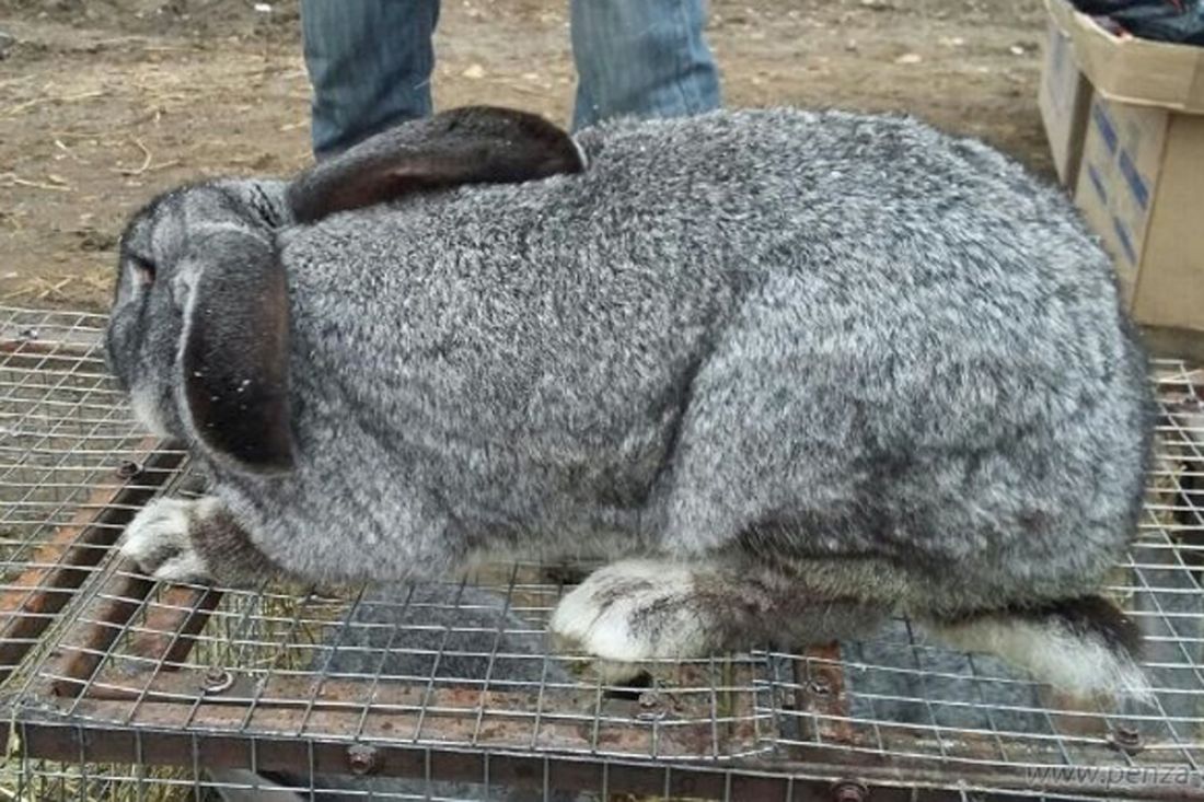 Кролики купить краснодарский. Кролики в Пензенской области. Кролики Пенз обл. Меховой кролик живой. Кролики Пенза.