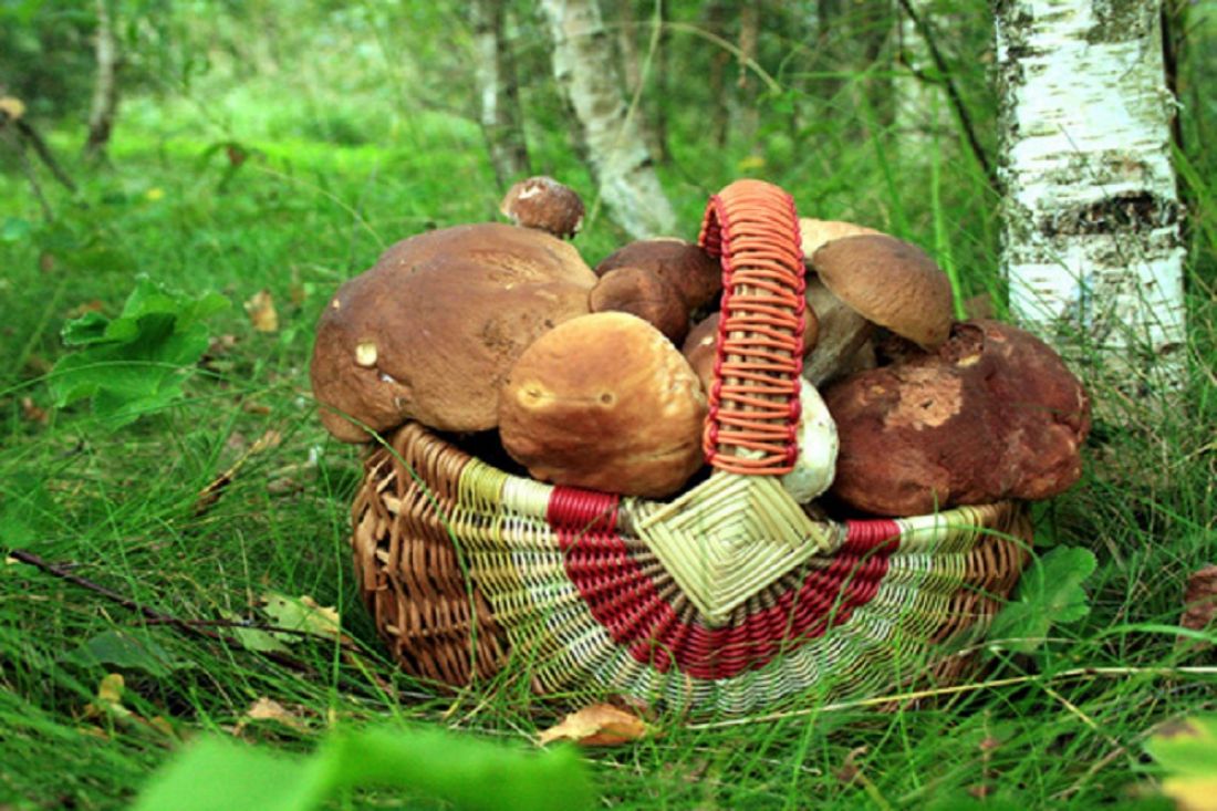 Лес грибы грибники