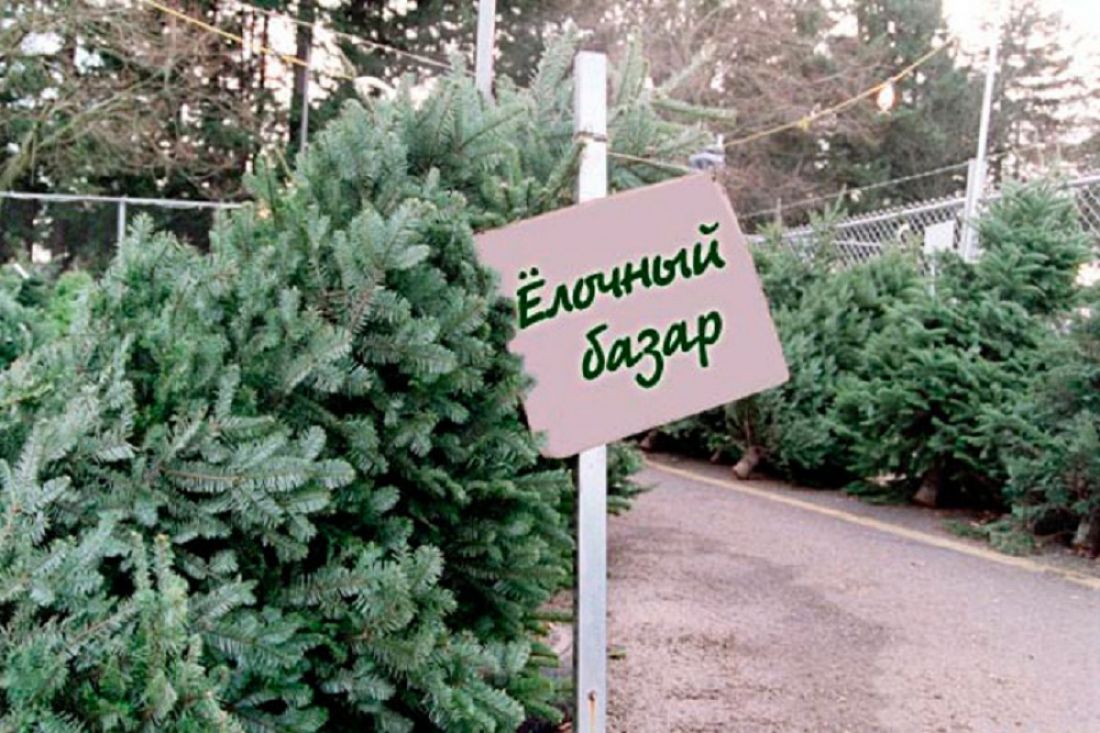 Покупка Новогодней Елки