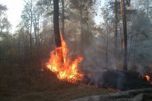 В Пензенской области за сутки сгорело почти 20 гектаров леса