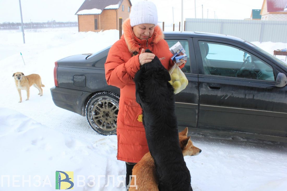 Умысел не установлен. Пензенские полицейские отказали в возбуждении уголовного дела по факту ранения собаки в Бессоновке