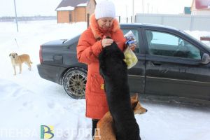 Умысел не установлен. Пензенские полицейские отказали в возбуждении уголовного дела по факту ранения собаки в Бессоновке