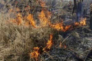 В Пензенской области пожарные-спасатели потушили более двух гектаров травы