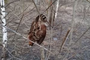 Пять жителей Пензенской области могут быть лишены права на осуществление охоты