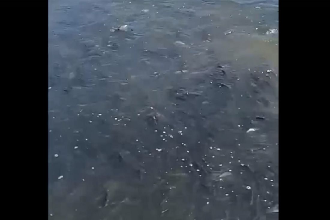 На видео пензенца река кишит рыбой