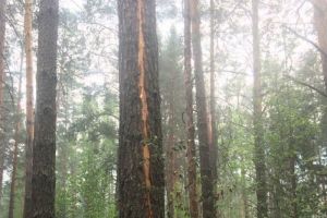 В Пензенской области из-за грозы случился лесной пожар