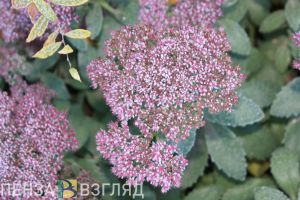 Майские заморозки, ДТП с перевертышем и эвакуация из многоэтажки: новости Пензенской области за 19 мая