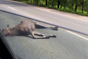 В пензенском УГИБДД рассказали подробности аварий со сбитыми лосями