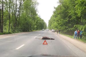 В разных концах Пензенской области насмерть сбили двух лосей
