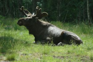 Водитель, сбивший в Пензе лося, скрылся с места ДТП