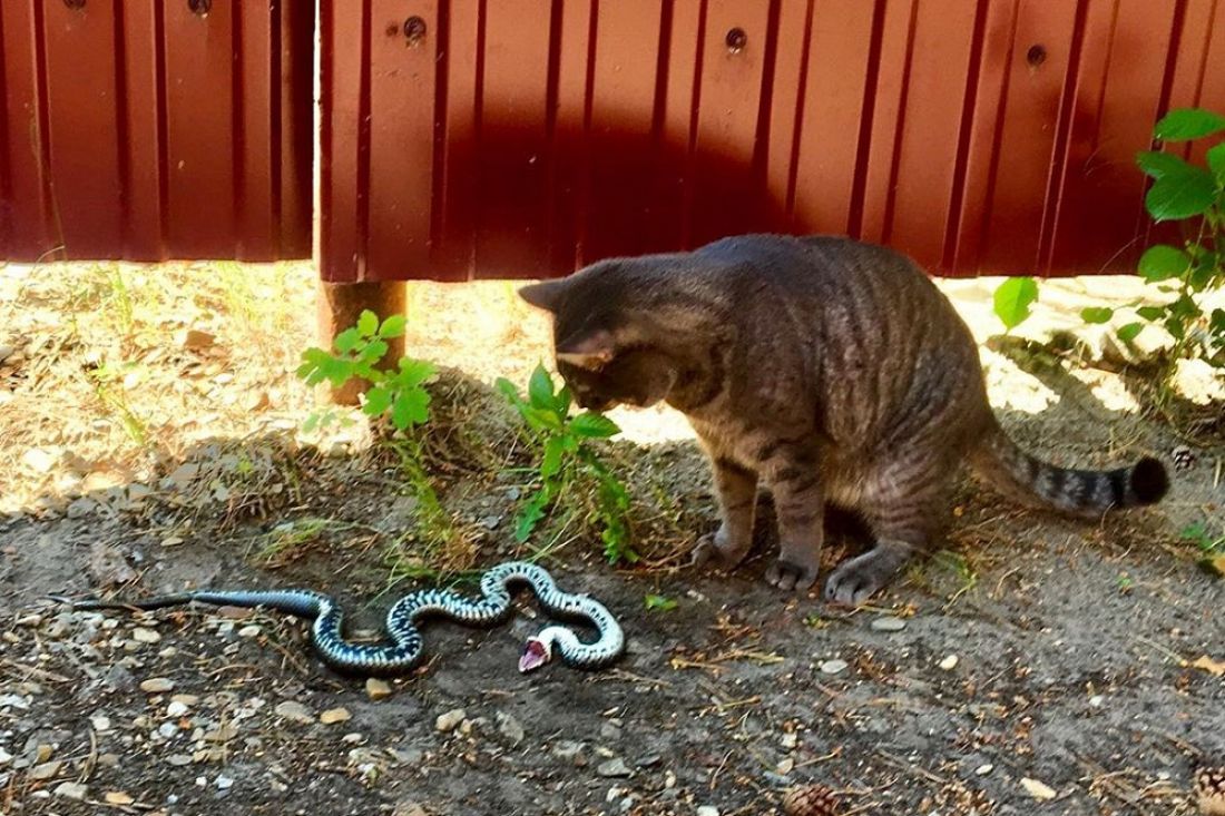 Cats snake. Кошки и змеи. Кошка и змея.