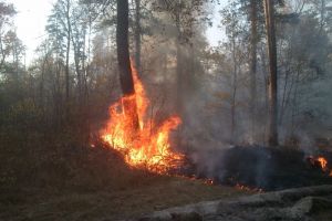За день в Пензенской области потушили два лесных пожара