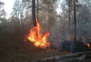 В Пензенской области ликвидирован пожар на площади пять гектаров