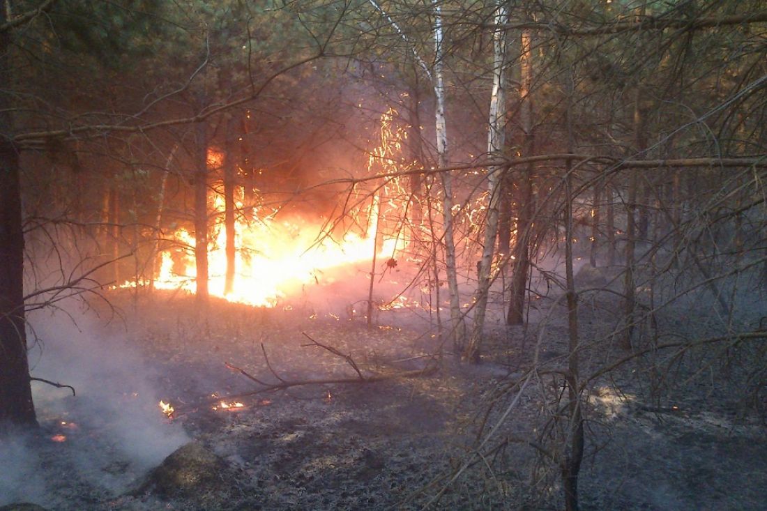 В пензенском минлесхозе рассказали, что при пожаре в Кузнецком районе сгорело полгектара леса