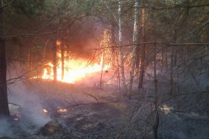 В пензенском минлесхозе рассказали, что при пожаре в Кузнецком районе сгорело полгектара леса