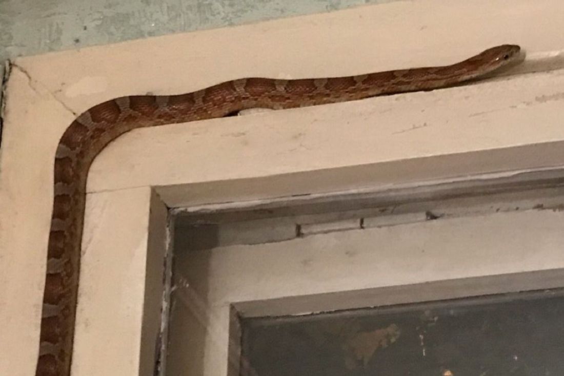Увидеть змею дома. Змея заползла в квартиру примета.