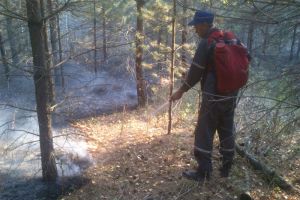 В Пензенской области потушили лесной пожар площадью 5,5 гектара