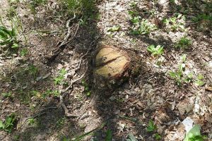 В Пензенской области незаконно нарубили сосен почти на 325 тысяч рублей