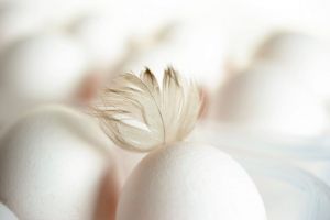 В Каменском районе запустили новую птицефабрику