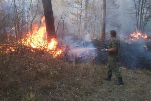 За сутки в Пензенской области сгорело больше гектара леса