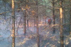 В выходные в Пензенской области было ликвидировано 2 лесных пожара