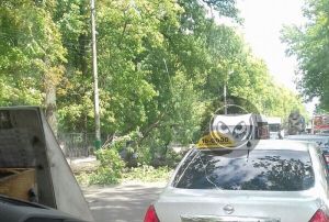 На проезжую часть улицы Лермонтова в Пензе рухнуло дерево