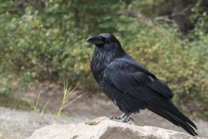В Заречном вороны напали на жителей возле детского сада