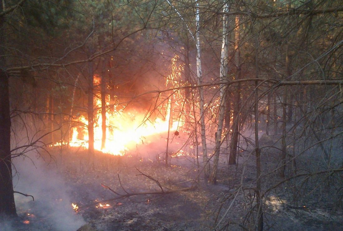 В лесу в Сердобском районе произошел пожар