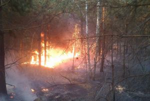 В лесу в Сердобском районе произошел пожар