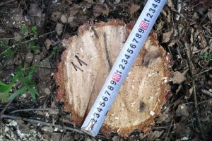 Пензенское лесное хозяйство потеряло на соснах почти 200 тысяч