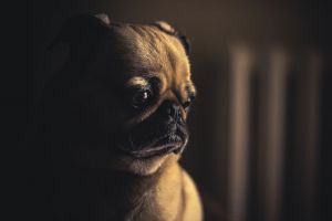 Заводчица мопсов из Пензы потеряла деньги на продаже собак