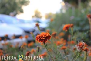 В выходные погода порадует пензенцев теплом и солнцем