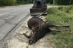Водитель пострадал, лось погиб. Подробности ДТП в Заречном