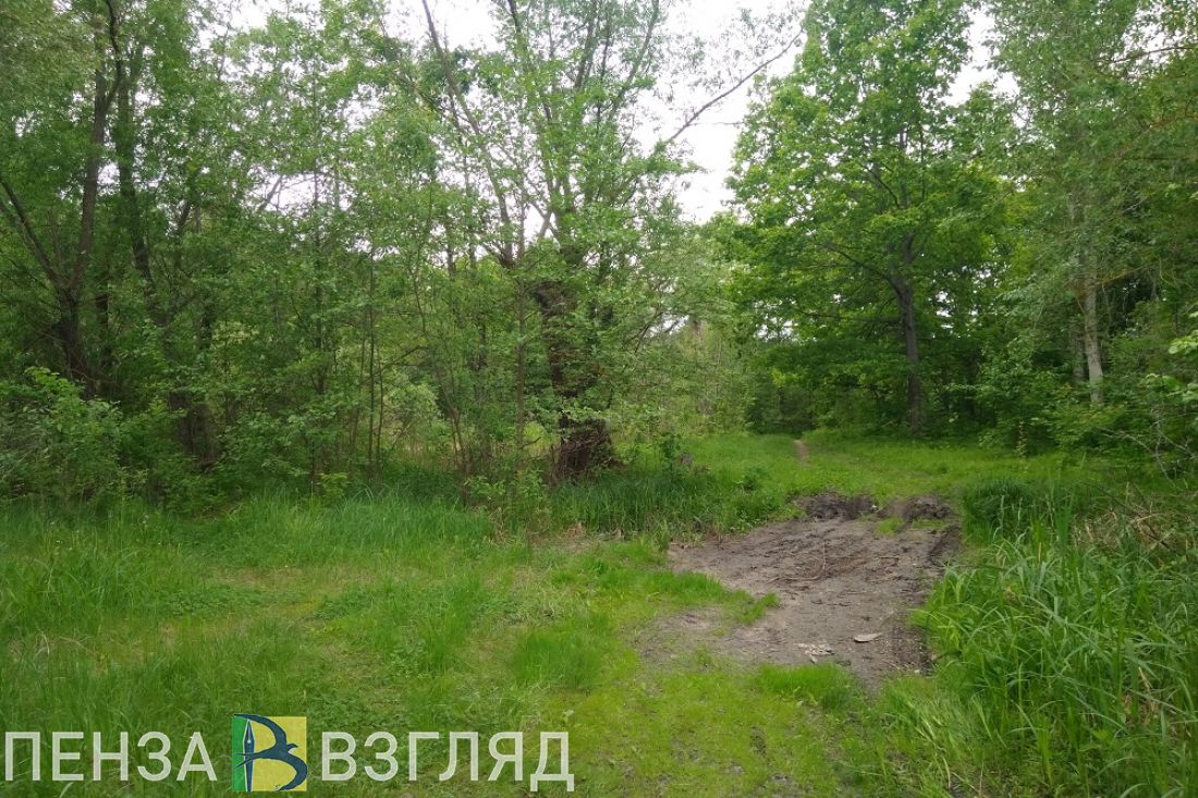 В Пензенской области во время сбора грибов потерялись отец с сыном