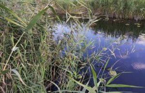 В Сердобском районе нашли тело утонувшего охранника КФХ
