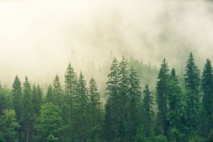 Пензенские поисковики ищут пропавшую в лесу пятилетнюю девочку