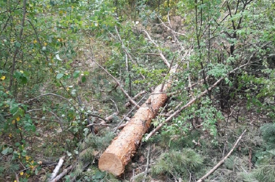 В Пензенской области черные лесорубы срубили 15 сосен