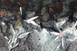 Пензенцы обсуждают, почему массово гибнет рыба в Сурском водохранилище