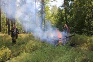В Пензенской области ликвидировано более 70 лесных пожаров