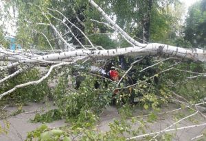 В Пензе еще два дерева обрушились на легковые автомобили. Фото