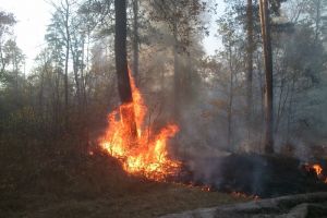 На территории Кузнецкого лесничества ликвидирован пожар