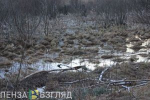 В Сердобске в кладбищенском болоте нашли труп