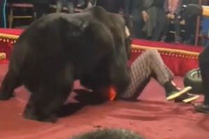 В Карелии медведь напал на дрессировщика из пензенского шапито. Видео