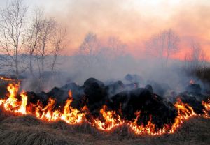 В Пензенском районе уничтожили конопляное поле