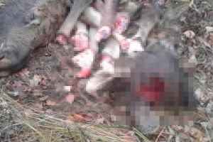 В Пензенской области браконьеры расчленили двух лосей
