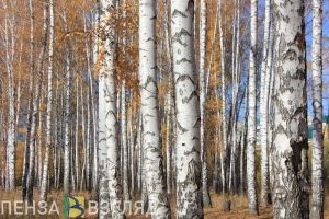 Пензенцев научат искать пропавших людей в лесу