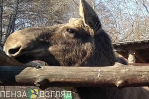 В Пензенской области за два дня произошло два инцидента с лосями