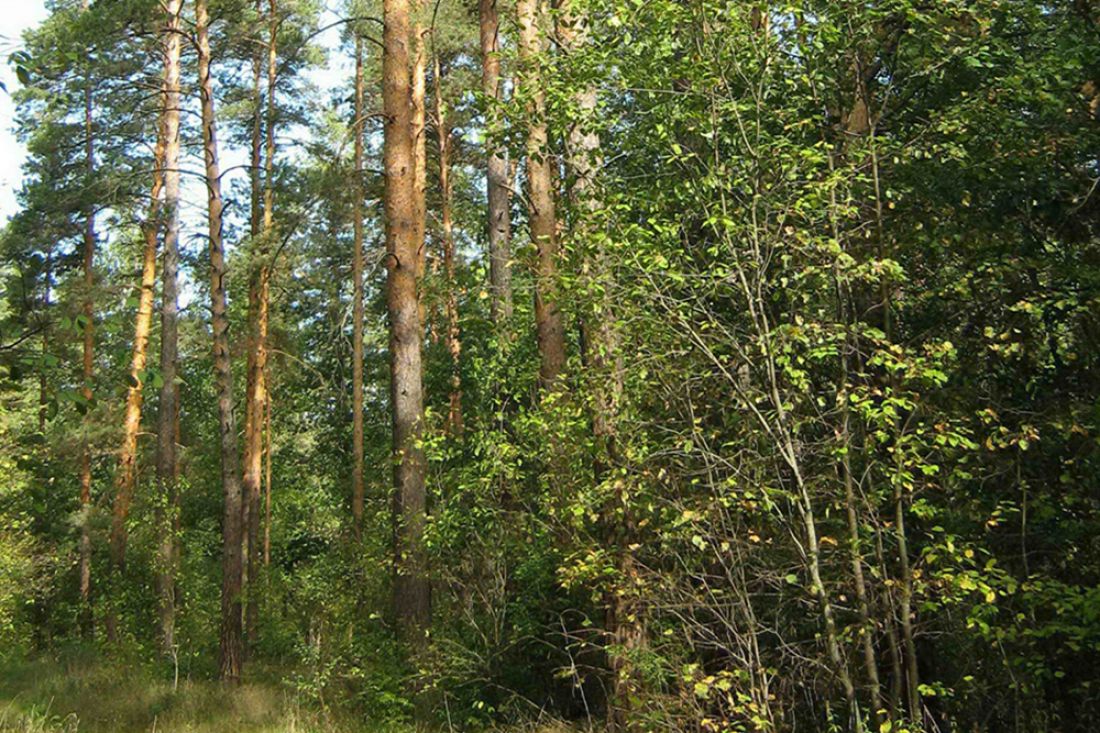 Пензенского водителя оштрафуют за проезд по охраняемой территории